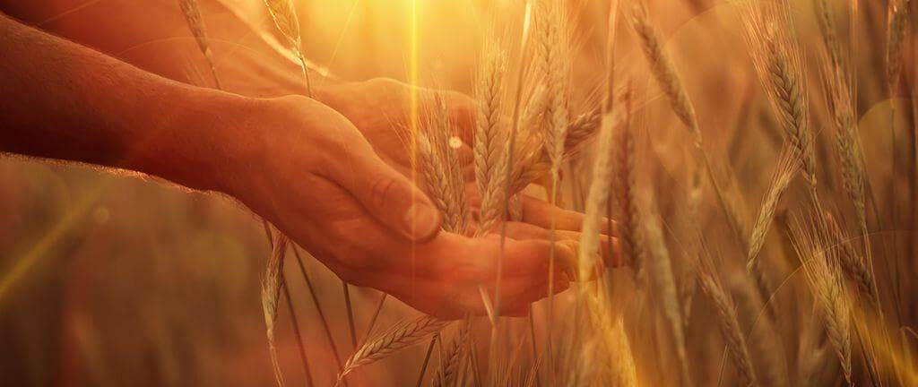 The truth about gluten-free food and our health