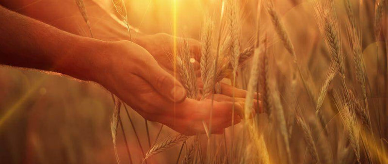 The truth about gluten-free food and our health