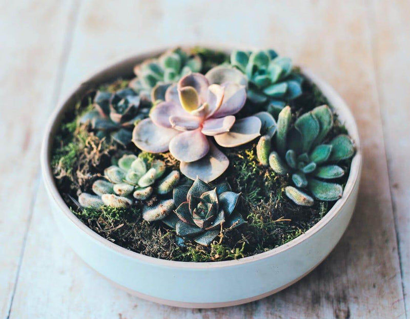 Eco-friendly healthy eating and living top tips
