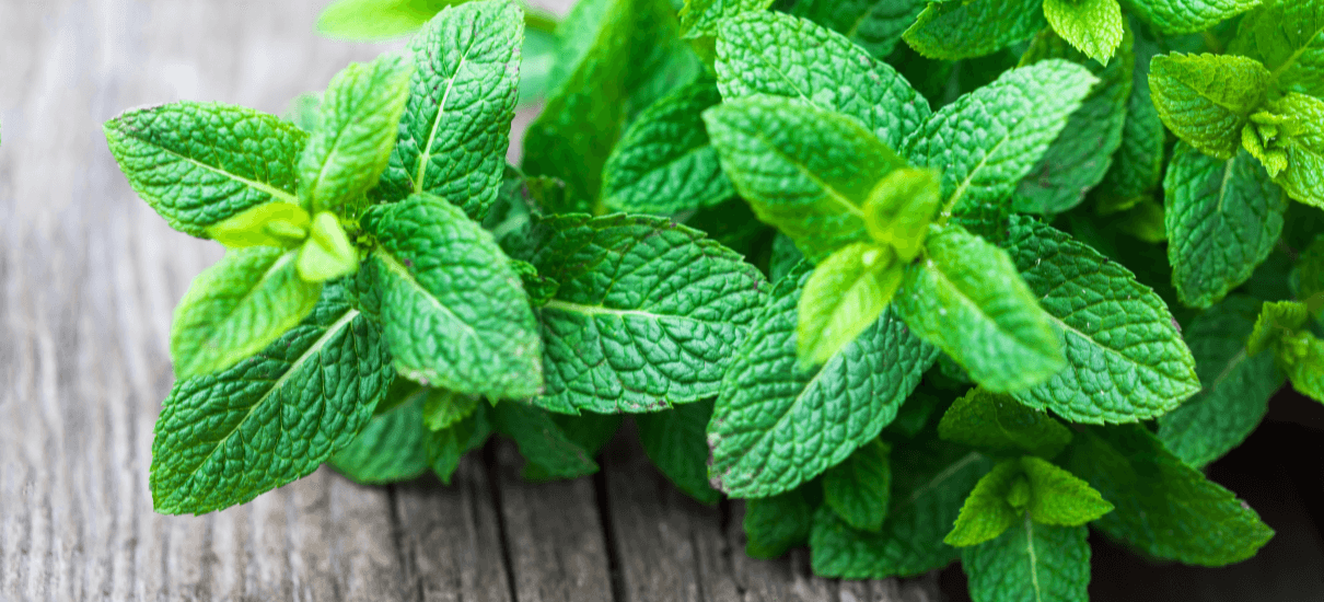 Under the spotlight: LEMON BALM