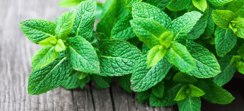 Under the spotlight: LEMON BALM