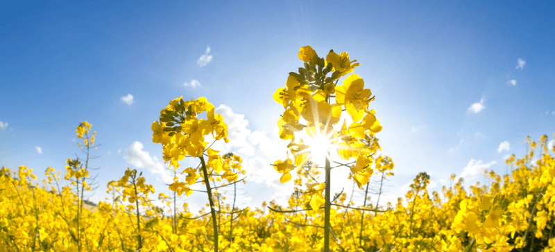 Vitamin D: 5 surprising facts about the sunshine vitamin