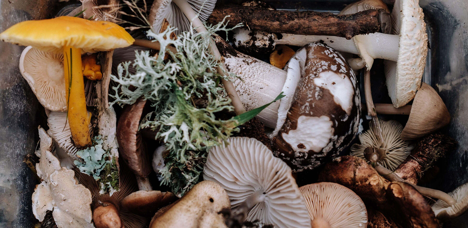 Mushrooms: immune-boosting, high antioxidants and more